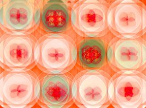 Manufakturen-Blog-PopArt-Projekt: Teller VII (Fahnen), quer lachsfarben (Foto: Wigmar Bressel) - basierend auf einem Foto von Kathrin Ritzi-Schaufelberger von Tellern des eidgenössischen Ritziporzellan aus Kradolf