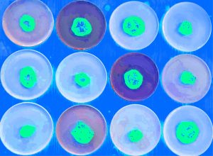 Manufakturen-Blog-PopArt-Projekt: Teller VI (Fahnen), quer blau (Foto: Wigmar Bressel) - basierend auf einem Foto von Kathrin Ritzi-Schaufelberger von Tellern des eidgenössischen Ritziporzellan aus Kradolf