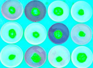 Manufakturen-Blog-PopArt-Projekt: Teller VI (Fahnen), quer türkis (Foto: Wigmar Bressel) - basierend auf einem Foto von Kathrin Ritzi-Schaufelberger von Tellern des eidgenössischen Ritziporzellan aus Kradolf