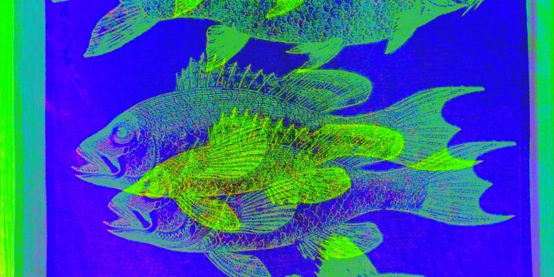 Manufakturen-Blog-PopArt-Projekt: Fische, neongrün (Foto: Wigmar Bressel) - basierend auf einem Foto eines Geschirrtuchs aus der Hamburger Textildruckerei Frohstoff