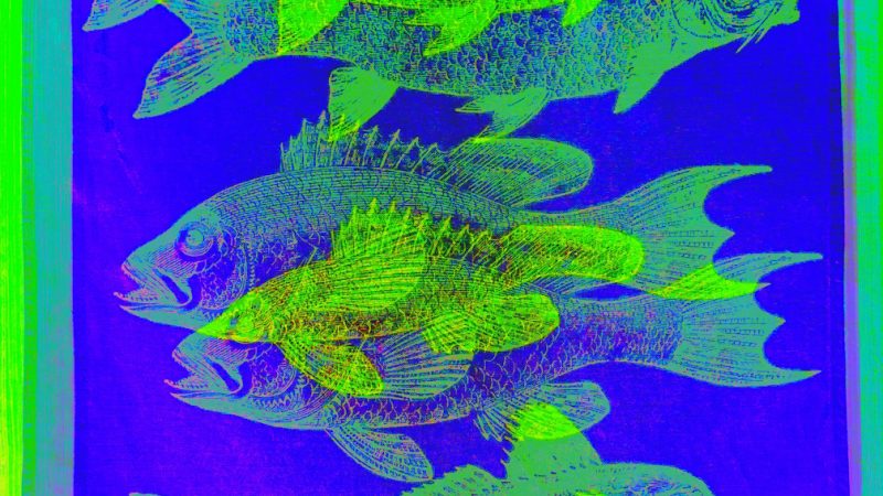 Manufakturen-Blog-PopArt-Projekt: Fische, neongrün (Foto: Wigmar Bressel) - basierend auf einem Foto eines Geschirrtuchs aus der Hamburger Textildruckerei Frohstoff