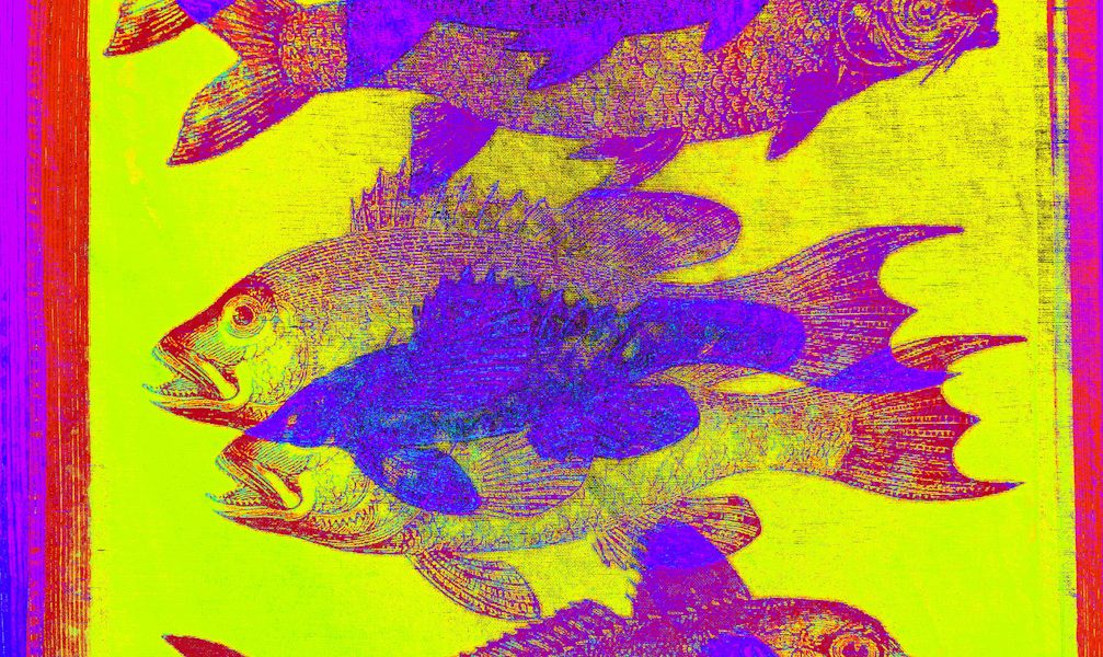 Manufakturen-Blog-PopArt-Projekt: Fische, gelb (Foto: Wigmar Bressel) - basierend auf einem Foto eines Geschirrtuchs aus der Siebdruckerei Frohstoff in Hamburg