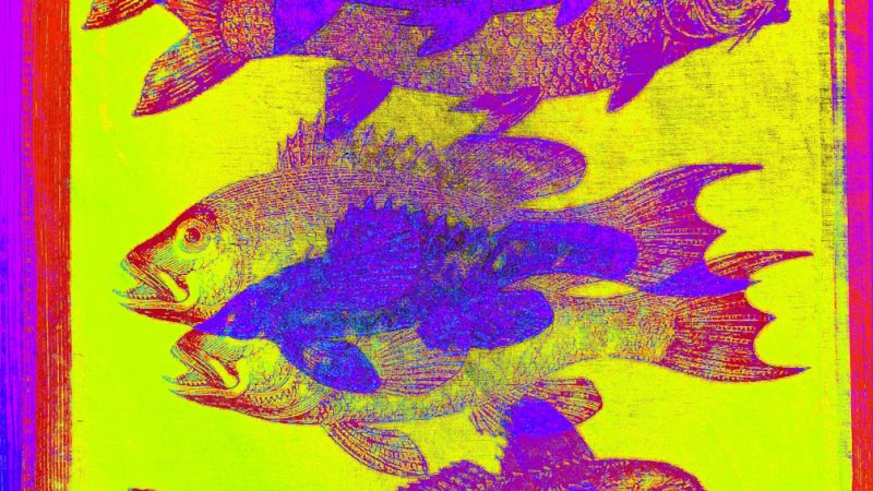 Manufakturen-Blog-PopArt-Projekt: Fische, gelb (Foto: Wigmar Bressel) - basierend auf einem Foto eines Geschirrtuchs aus der Siebdruckerei Frohstoff in Hamburg