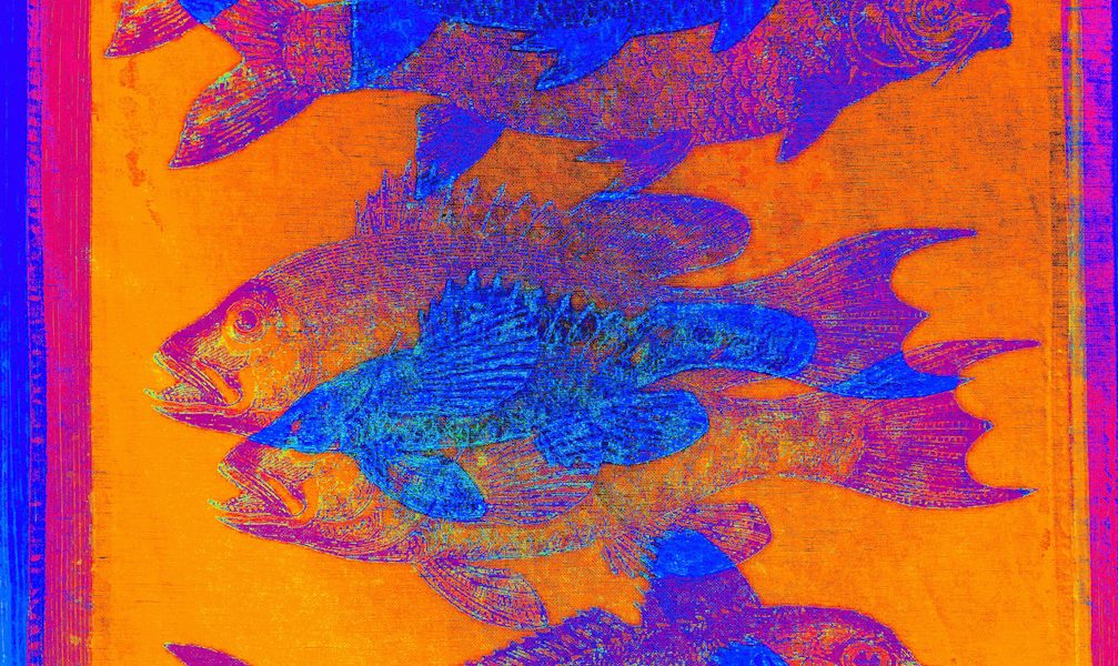 Manufakturen-Blog-PopArt-Projekt: Fische, à l'orange (Foto: Wigmar Bressel) - basierend auf einem Foto eines Geschirrtuchs aus der Hamburger Textildruckerei Frohstoff