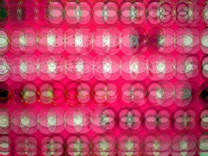 Manufakturen-Blog-Pop-Art-Projekt: Teller, rot (Foto: Wigmar Bressel) - basierend auf einem Foto einer Installation im Eingangsbereich der Weimarer Porzellanmanufaktur (1790 - 2018) im thüringischen Bankenhain