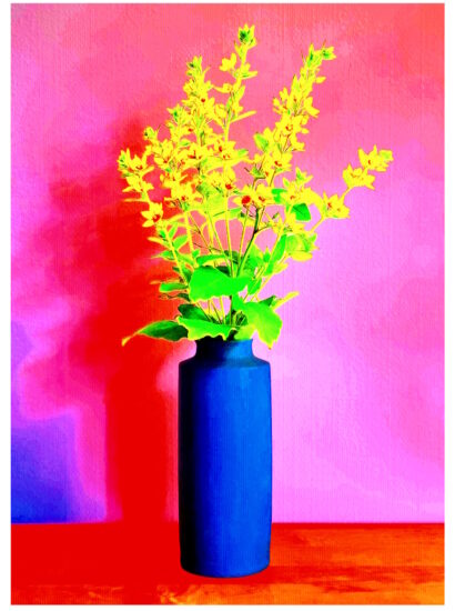 Manufakturen-Blog-PopArt-Projekt: Vase XVI, pink / rot (Foto: Wigmar Bressel) - basierend auf einem Foto der Vase 'Tini' des Ostpreußen Peter Smalun (1939 - 2023) für die Weimarer Porzellanmanufaktur (1790 - 2018) in den 1960er Jahren, vor der Verschrottung gerettet von der Hamburger Fotojournalistin Susanne Katzenberg (1967 - 2026) mit ihrem 'Projekt unverloren', produziert in der Porzellanmanufaktur Reichenbach; hier in Funktion für den 'Punktierten Gilbweiderich'...