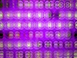 Manufakturen-Blog-PopArt-Projekt: Teller, lila (Foto: Wigmar Bressel) - basierend auf einem Foto einer Installation im Eingangsbereich der Weimarer Porzellanmanufaktur (1790 - 2018) im thüringischen Bankenhain