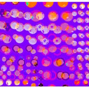 Manufakturen-Blog-PopArt-Projekt: Teller XV, lila / orange / weiß (Foto: Wigmar Bressel) aus der Serie 'Spiegelungen' - Collage, basierend auf einem Foto bei Weimar-Porzellan, der Porzellanmanufaktur in Blankenhain; es handelt sich um Teller an einer Wand mit historischen Dekoren aus mehr als 200 Jahren der langen Firmengeschichte (1790 - 2018)...