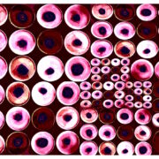 Manufakturen-Blog-PopArt-Projekt: Teller XVII (Fahnen), bordeaux / rosa (Foto: Wigmar Bressel) aus der Serie 'Spiegelungen' - Collage, basierend auf einem Foto von Kathrin Ritzi-Schaufelberger von Tellern des eidgenössischen Ritziporzellan aus Kradolf