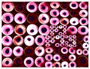 Manufakturen-Blog-PopArt-Projekt: Teller XVII (Fahnen), bordeaux / rosa (Foto: Wigmar Bressel) aus der Serie 'Spiegelungen' - Collage, basierend auf einem Foto von Kathrin Ritzi-Schaufelberger von Tellern des eidgenössischen Ritziporzellan aus Kradolf